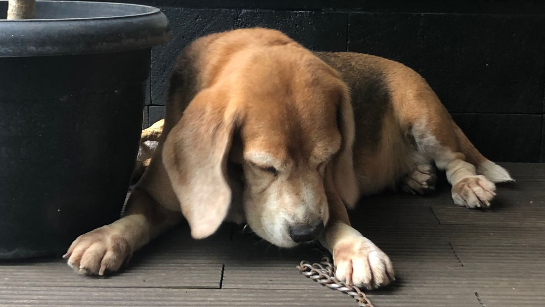 betriebshaftpflicht-hundepension Betriebshaftpflicht Hundepension
