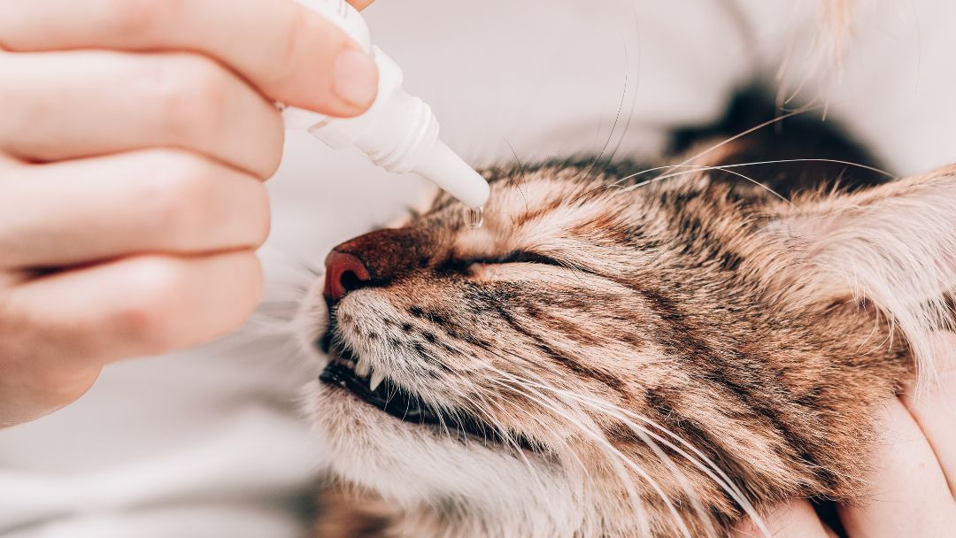 bindehautentzündung-katze-behandlung-prävention Katze bekommt Tropfen zur Behandlung von Binderhautentzündung.