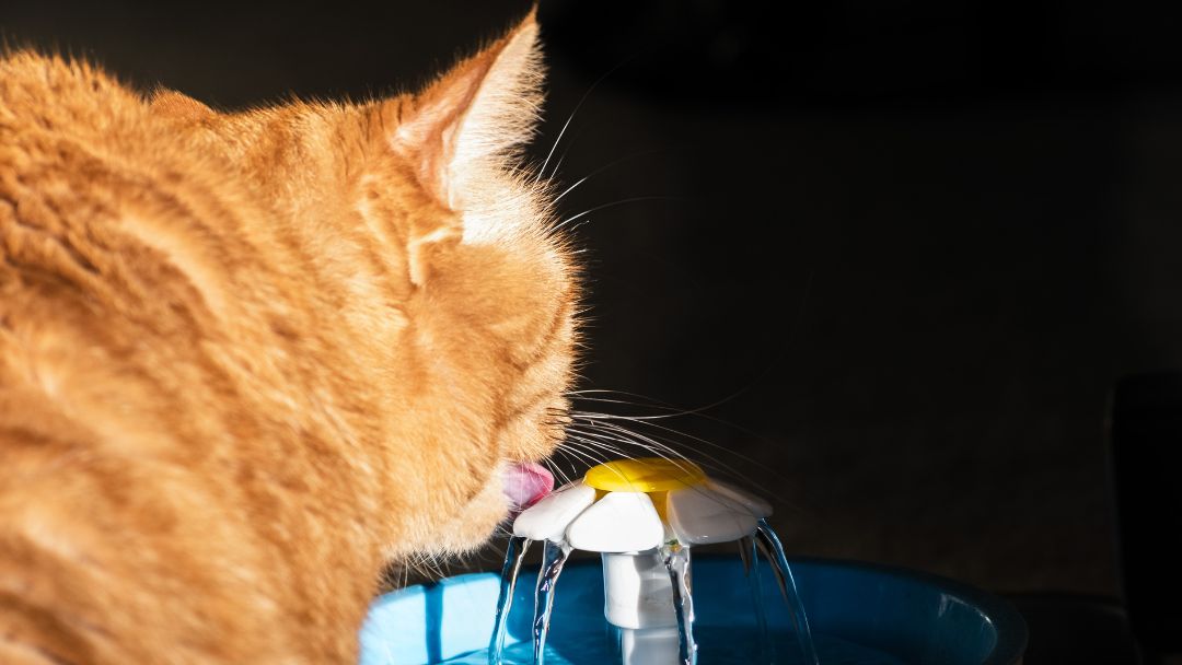 blasenentzündung-katze-behandlung-prävention Katze trinkt aus einem Wasserbrunnen. Erhöhung der Flüssigkeitszufuhr ist wichtig zur Behandlung und zur Prävention von Blasenentzündungen bei Katzen.