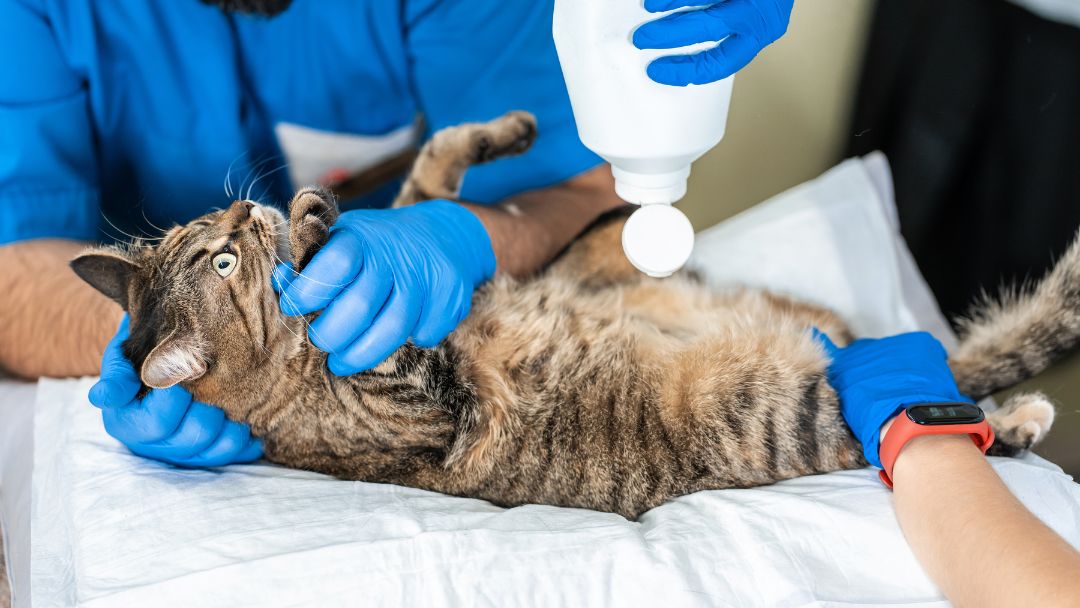 blasenentzündung-katze-diagnose Katze mit Blasenentzündung wird mit Ultraschall vom Tierarzt untersucht.