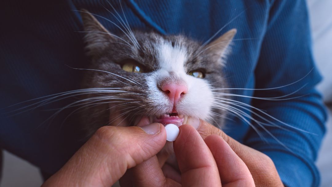 felv-katze-behandlung-prävention Katze bekommt Antibiotika gegen FeLV