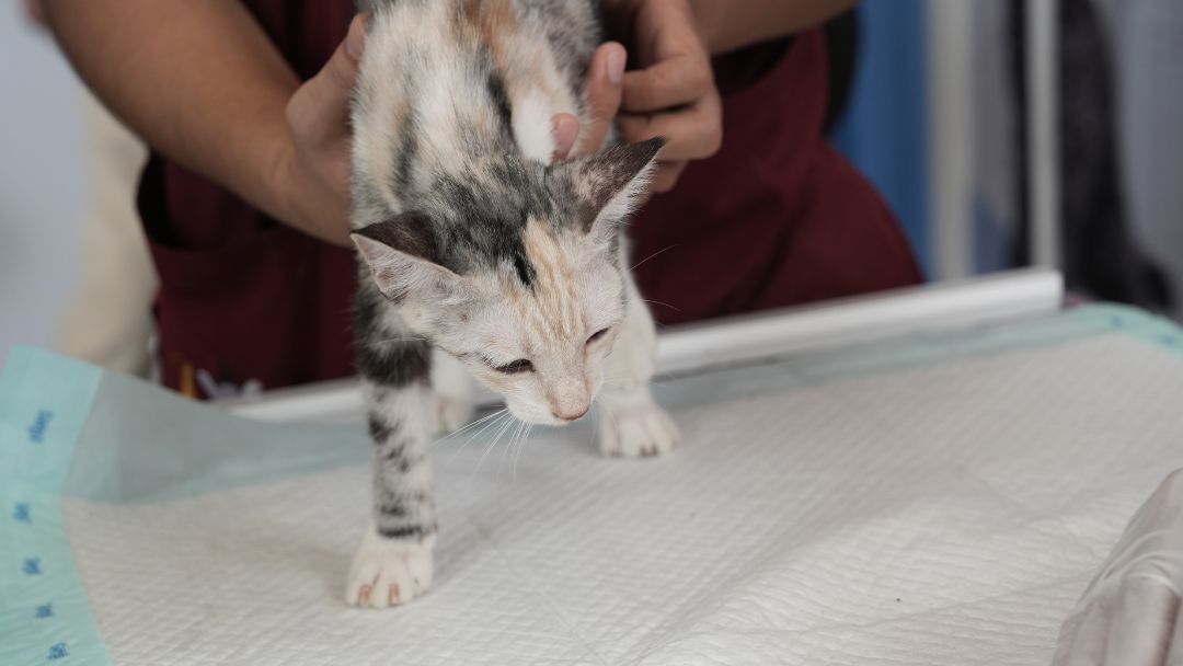 felv-katze-diagnose Kätzchen mit FeLV beim Tierarzt