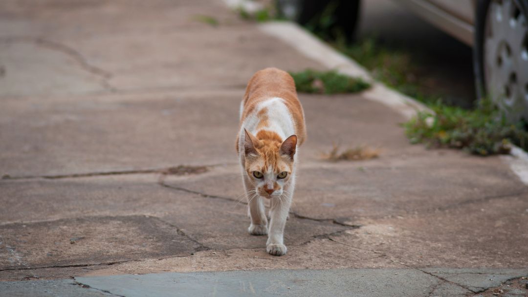fip-feuchte-form-katze-symptome Eine abgemagerte, kranke Katze auf der Straße. Appetitsverlust und Fieber sind häufige Symptome von Fib bei Katzen.