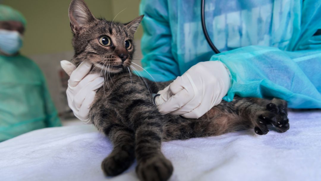 fip-katze-diagnose Katze erhält FIP-Diagnose und Behandlung beim Tierarzt