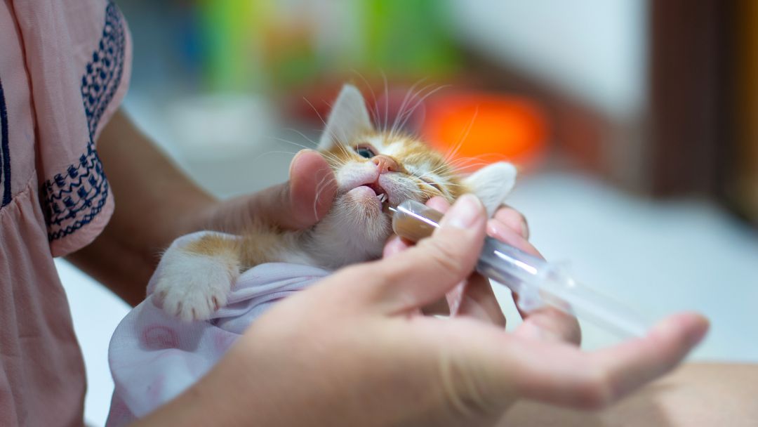 fiv-katze-behandlung-prävention Kätzchen erhält Medizin gegen FIV