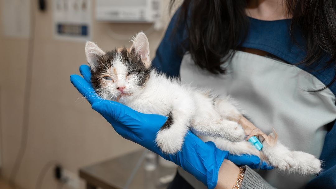 fiv-katze-diagnose Krankes Kätzchen bei der FIV-Untersuchung beim Tierarzt.