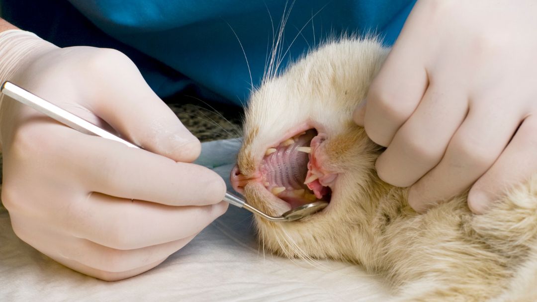 forl-katze-behandlung-prävention Katze bekommt die Zähne vom Tierarzt gereinigt. Das ist ein essentieller Schritt bei der Forl Behandlung.