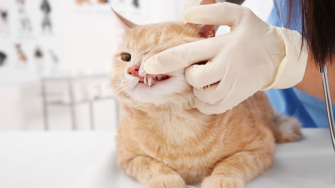 forl-katze-diagnose Katze bekommt Zähne vom Tierarzt untersucht. Das ist wichtig für die Forl Diagnose.