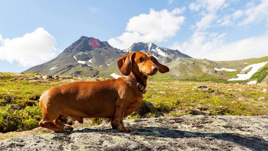 hund-urlaub-berge Dackel beim Urlaub in den Bergen