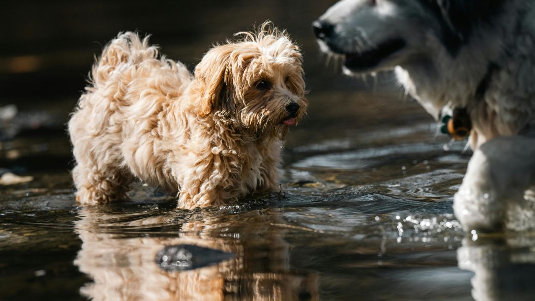 hund-urlaub-ferienhaus Hunde im Wasser