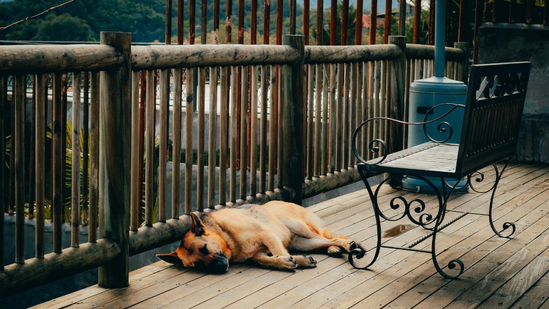 hund-urlaub-ferienwohnung Hund liegt auf der Terrasse einer Ferienwohnung