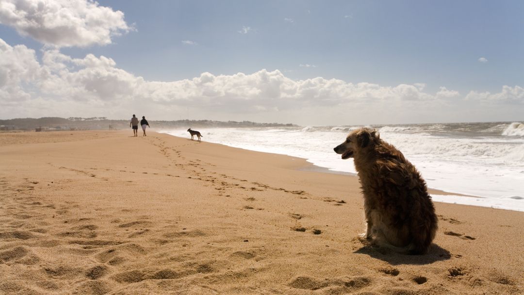 hund-urlaub-strand Hund am Strand
