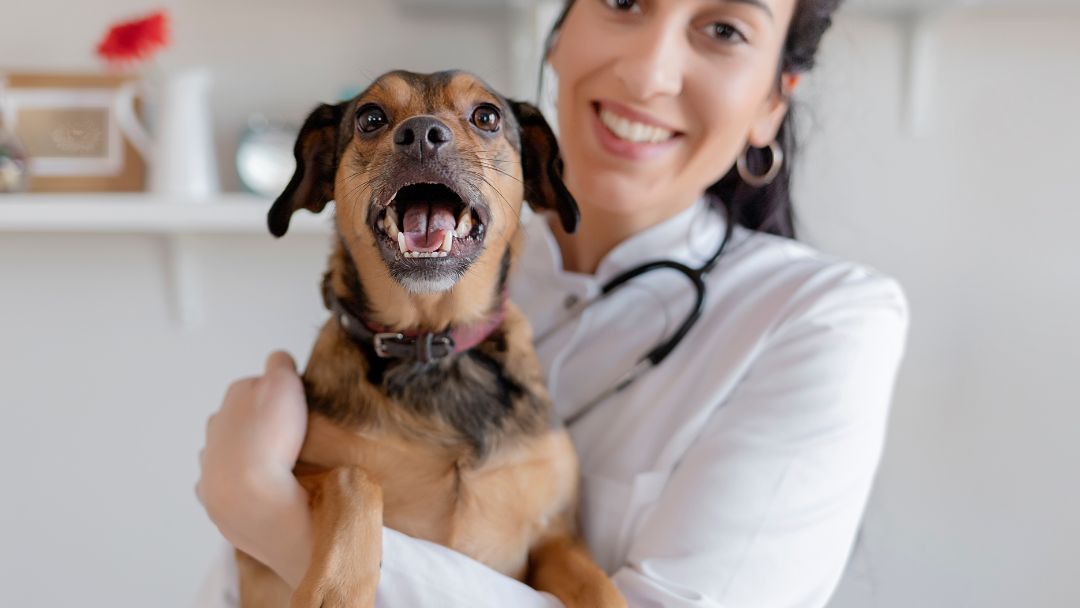 hunde-op-versicherung-anbieter glücklicher Hund beim Tierarzt