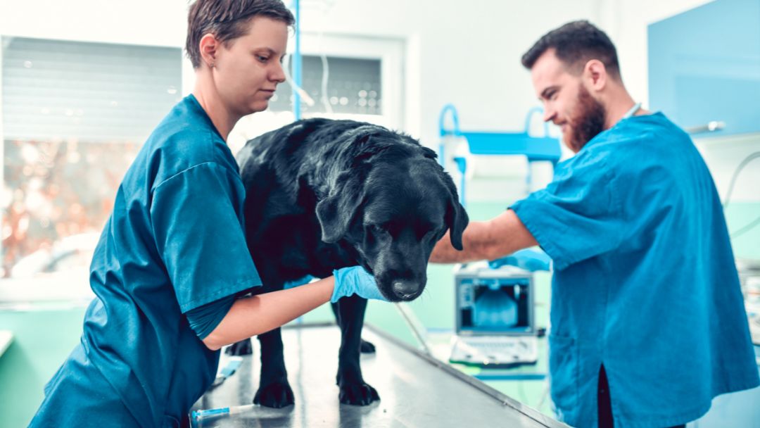 hunde-op-versicherung und bereitet sich auf OP vor. Eine OP-Versicherung schützt vor OP-Kosten.