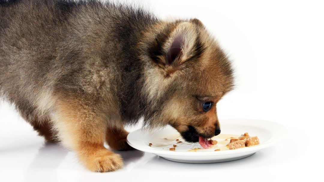 hundeernährung-welpen Welpe frisst gesundes Futter