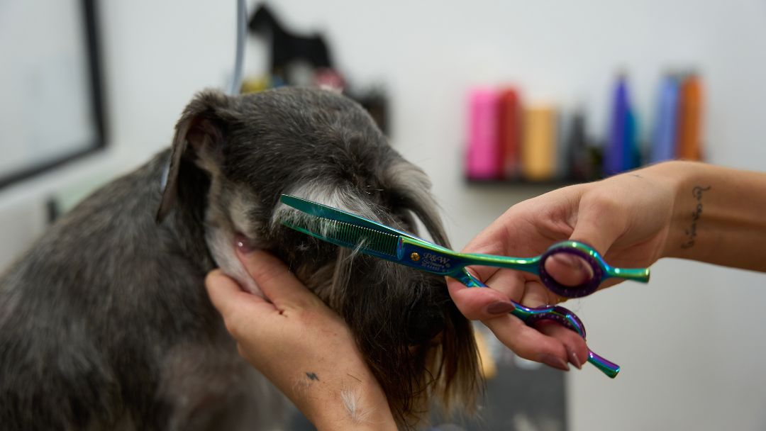 hundefriseuer-betriebshaftpflicht Betriebshaftpflicht für Hundefriseure