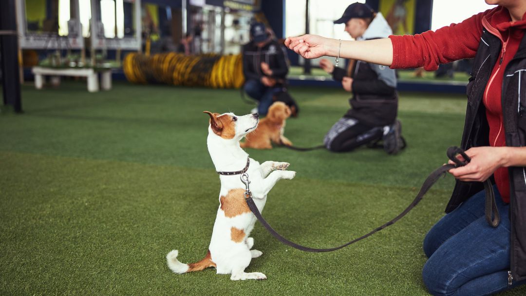 hundehaftpflicht-gewerbe-betriebe-kosten Hundehaftpflicht für Betriebe wie Hundeschulen, Pflichten und Tarife