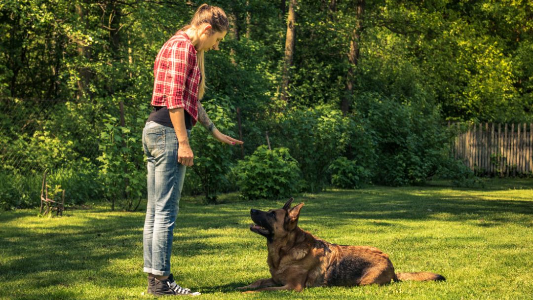 hundehaftpflicht-gewerbe-betriebe-leistungen Hundehaftpflicht für Gewerbe wie Hundetrainer, Leistungen und Kosten.
