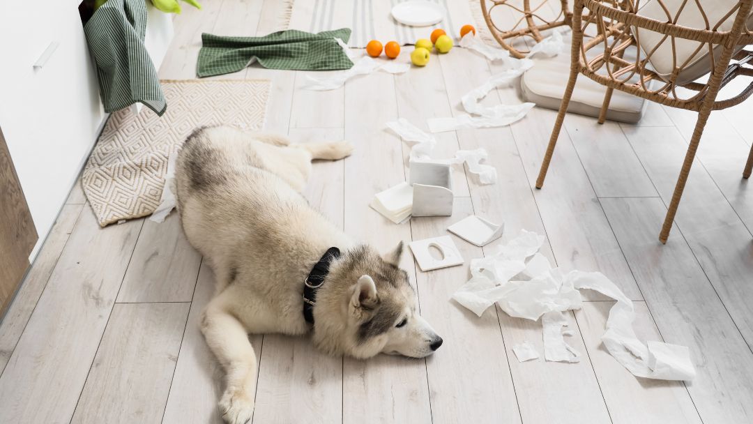 hundehaftpflicht-haftung-regeln Hundehausspflicht, Haftung und Regeln