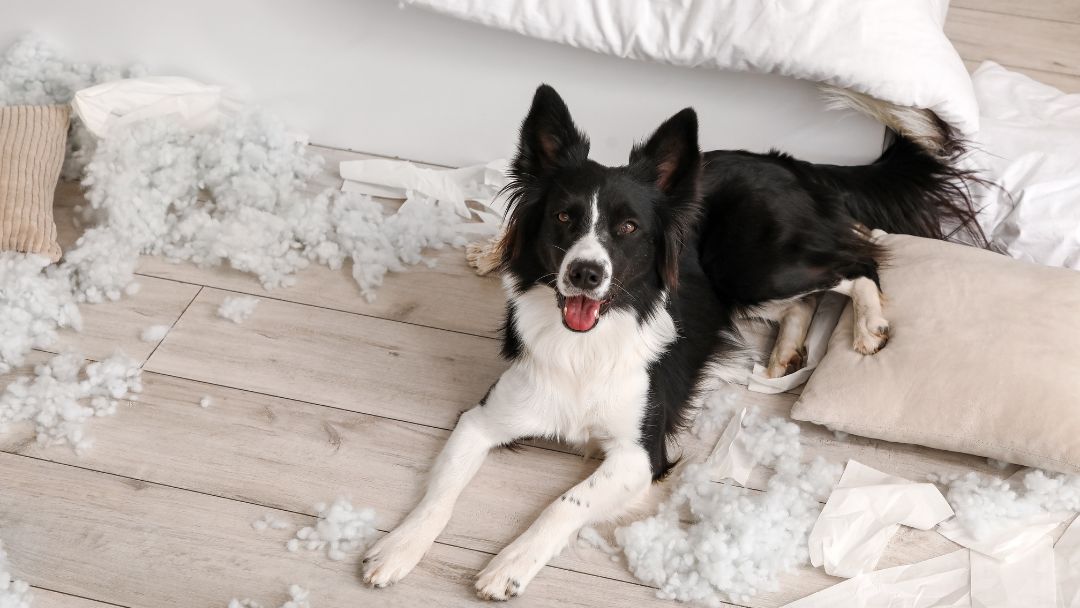 hundehaftpflicht-haftung Wann haftet man bei einer Hundehaftpflicht?