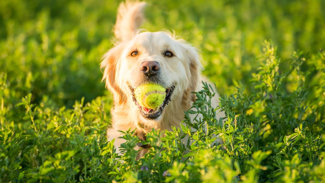 hundehaftpflicht-regelungen Hundehaftpflicht Regelungen der Bundesländer