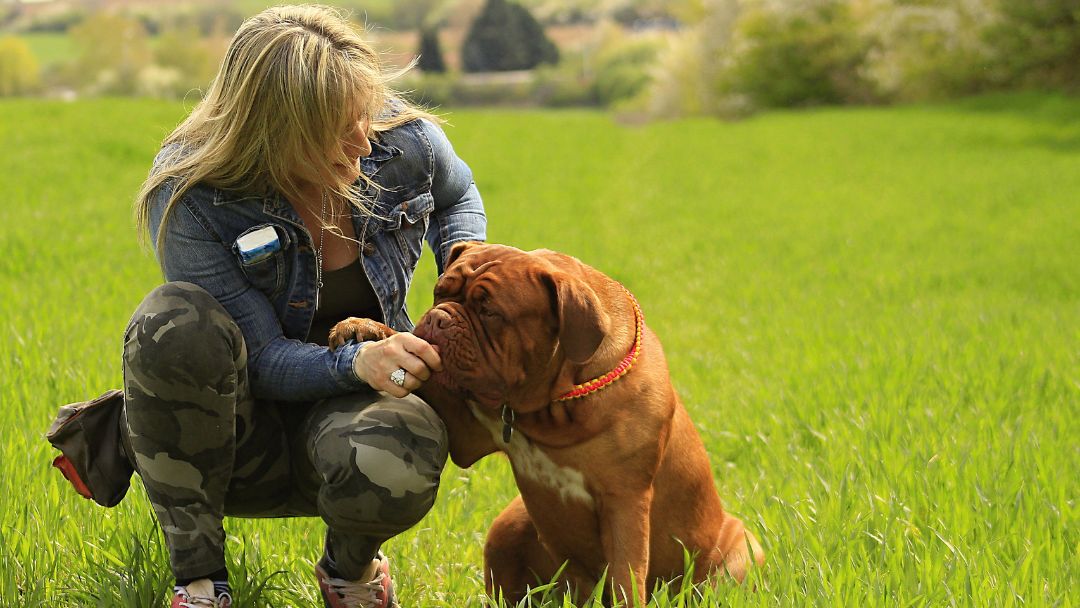 hundehaftpflicht-selbstbeteiligung-kosten Hundehaftpflicht, Selbstbeteiligung