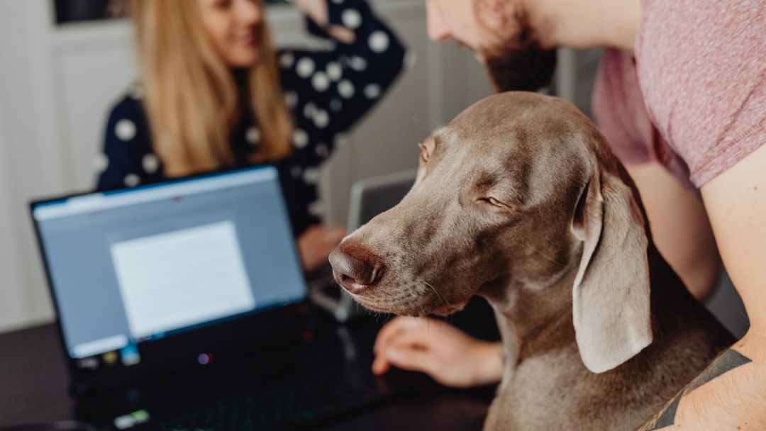 hundehaftpflicht-selbstbeteiligung Hundebesitzer vergleicht eine Hundehaftpflicht mit Selbstbeteiligung,