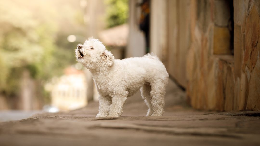 hundehaftpflicht-vorschriften Hundehaftpflicht Vorschriften