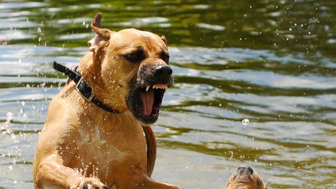 hundehalterhaftpflicht-vergleich-anbieter Hundehaftpflicht vergleich Anbieter