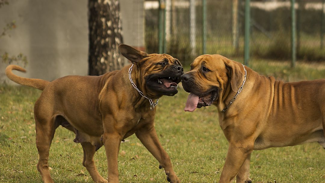 hundehalterhaftpflicht-vergleich-kosten Hundehaftpflicht kosten vergleich