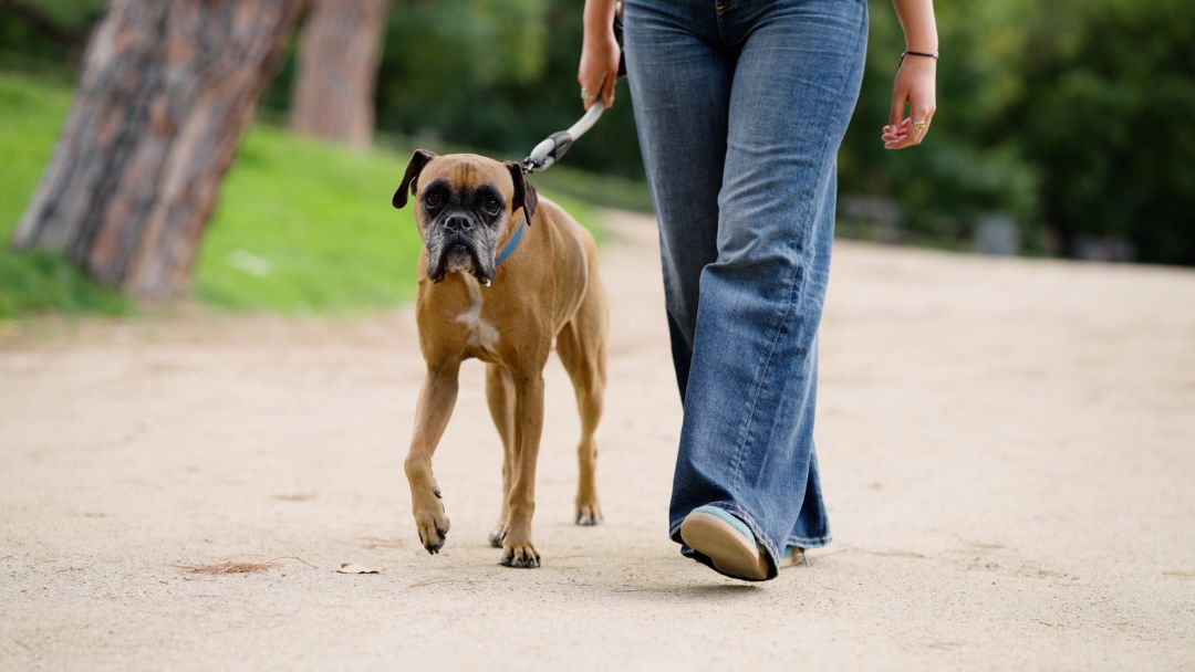 hundehaltung-training Leinenführigkeitstraining bei der Hundehaltung