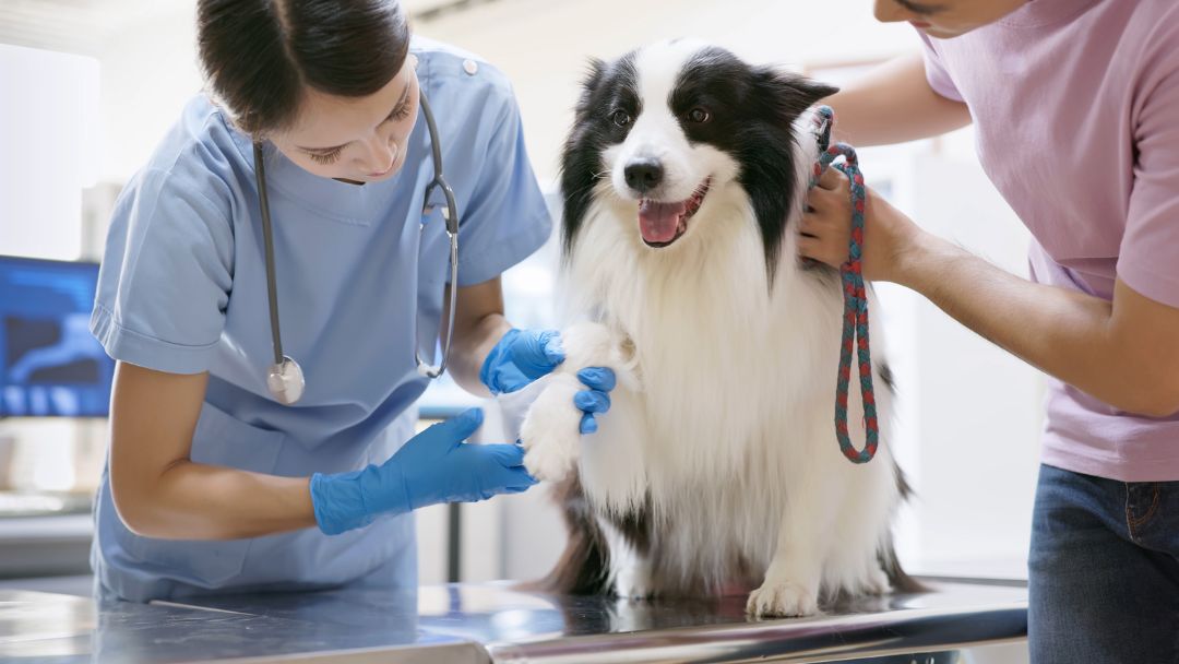hundekrankenversicherung-kosten-beitrag Hund beim Tierarzt. Eine Hunde-Krankenversicherung deckt Kosten.