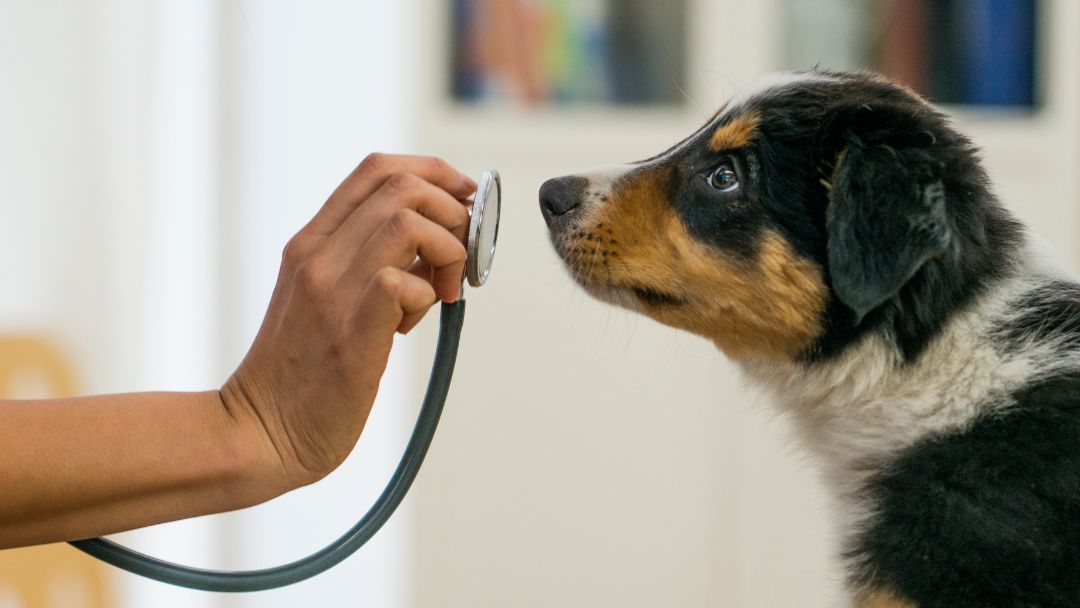 hundekrankenversicherung-kosten-faktoren Faktoren für die Kosten einer Hundekrankenversicherung sind z.B. Alter, Rasse und Vorerkrankungen des Hundes.