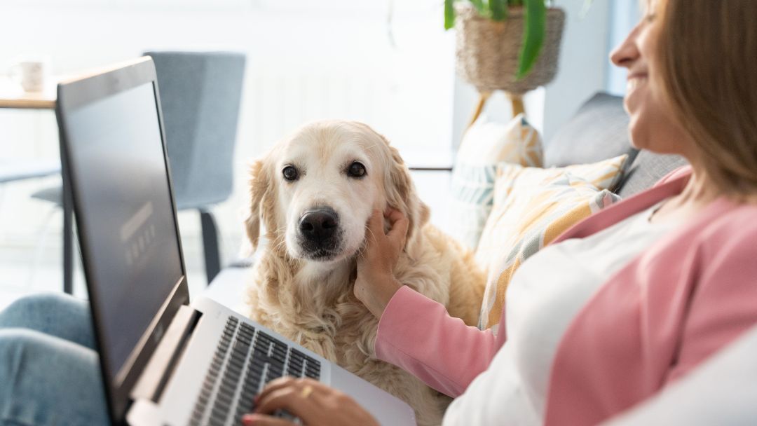 hundekrankenversicherung-kosten-sparen Hundebesitzerin vergleicht Hundekrankenversicherungen auf dogvers.de und findet dadurch die besten und kostengünstigsten Tarife.