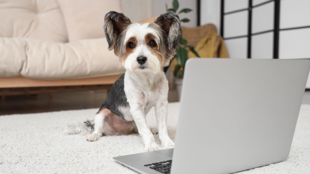 hundekrankenversicherung-kündigen-wechseln-vorteile-sparen Hundekrankenversicherung kündigen Fristen