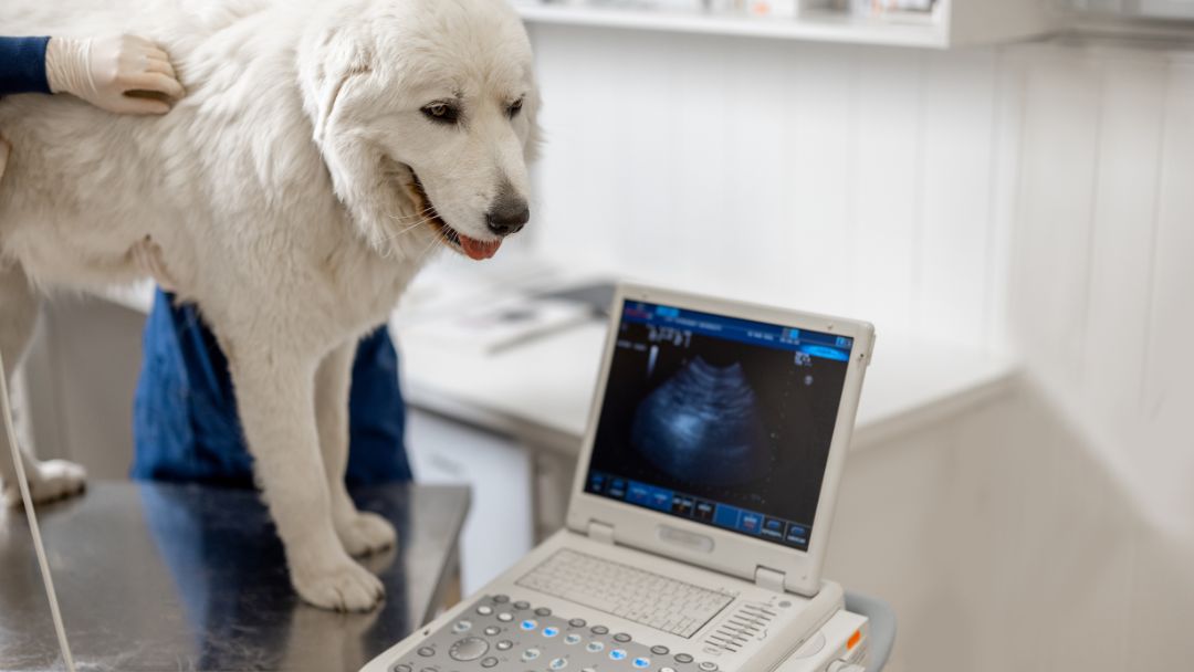 hundekrankenversicherung-leistungen-kosten Kosten von Leistung, die eine Hundekrankenversicherung abdeckt