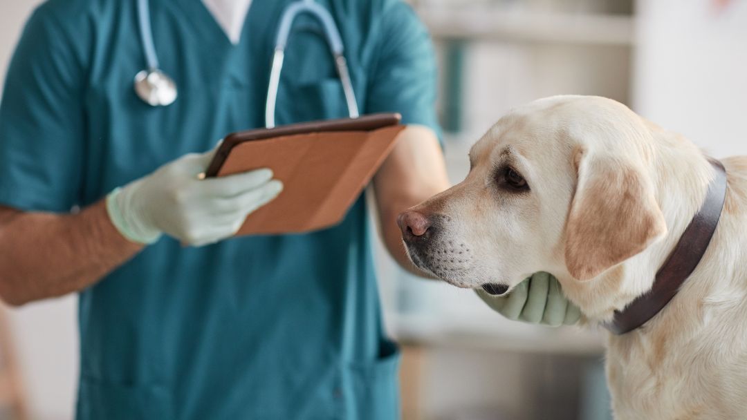 hundekrankenversicherung-schaden-melden-fristen Tierarztrechnungen bei Hundekrankenversicherung einreichen
