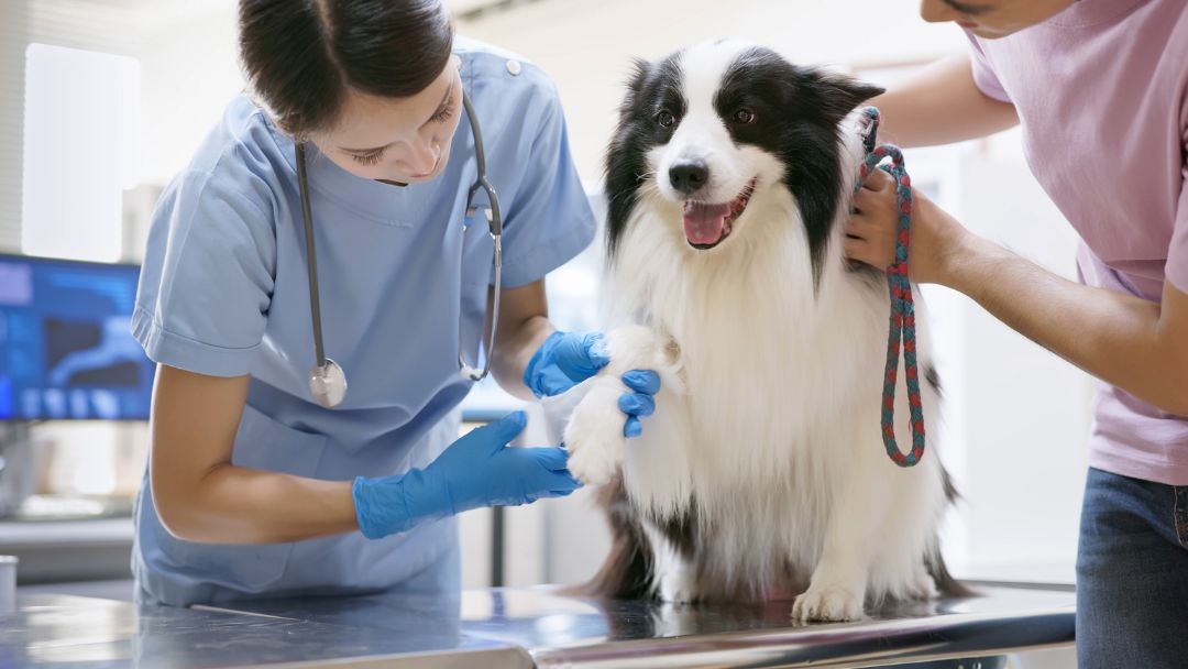 hundekrankenversicherung-schaden-melden-rechnung Fristen um eine Tierarztrechnungen bei Hundekrankenversicherung einreichen