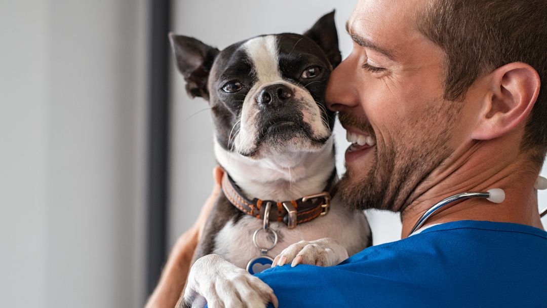 hundekrankenversicherung-sonderfälle-vertragsdetails Wirklicher Hund beim Tierarzt. Einige Hunde-Krankenversicherungen lehnen Hunde in Sonderfällen ab.