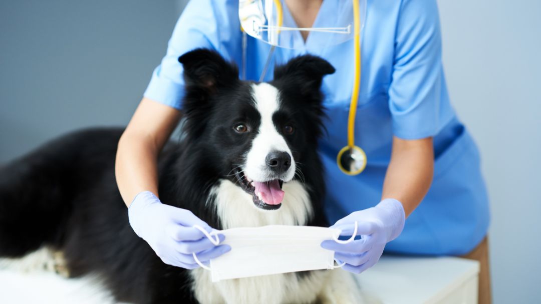hundekrankenversicherung-testsieger Hundekrankenversicherung Testsieger