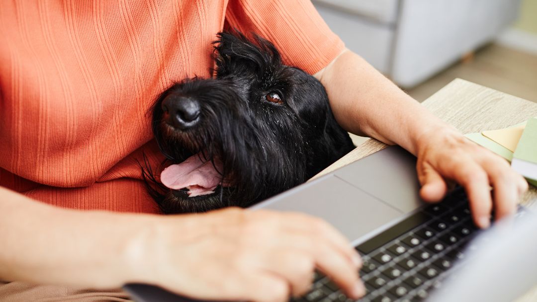 hundekrankenversicherung-vergleich-anbieter Frau mit Hund vergleicht verschiedene Anbieter für Hunde-Krankenversicherungen auf Dogvers.de