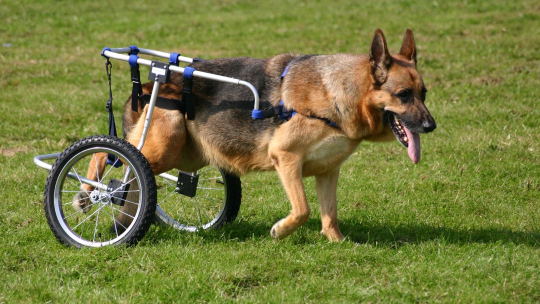 hundekrankenversicherung-vorerkrankung Hundekrankenversicherung für Hunde mit Vorerkrankungen wie Hüftdysplasie, die häufig bei deutschen Schäferhunden auftritt.
