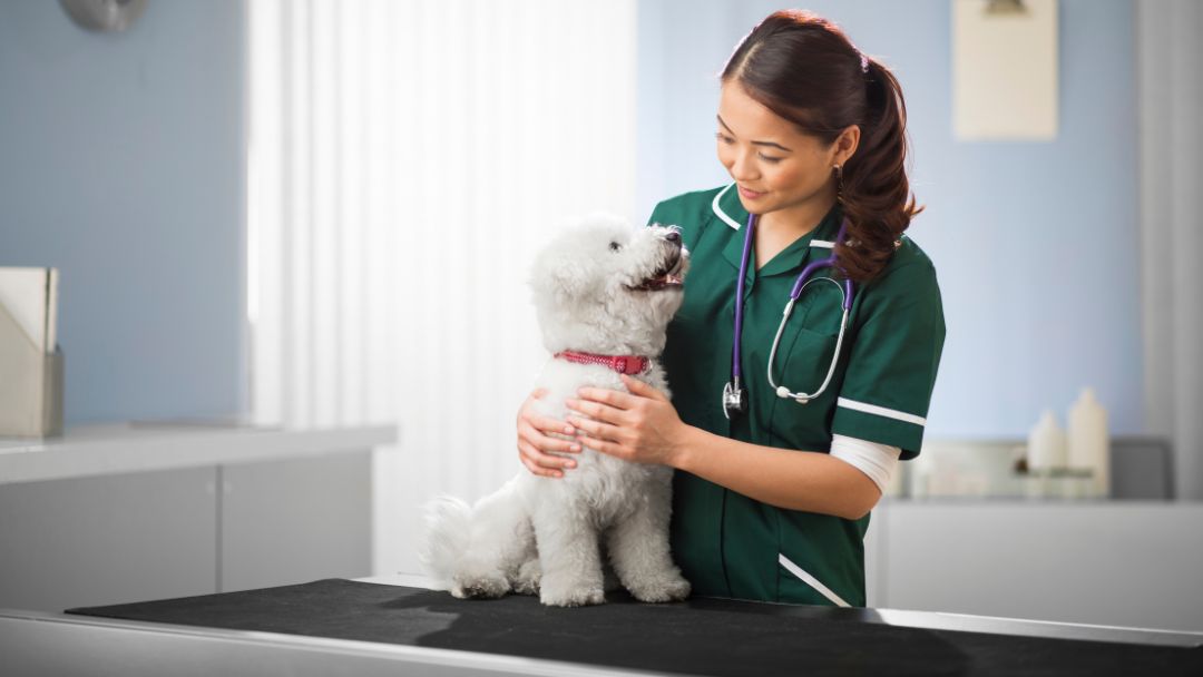 hundekrankenversicherung Hundekrankenversicherung