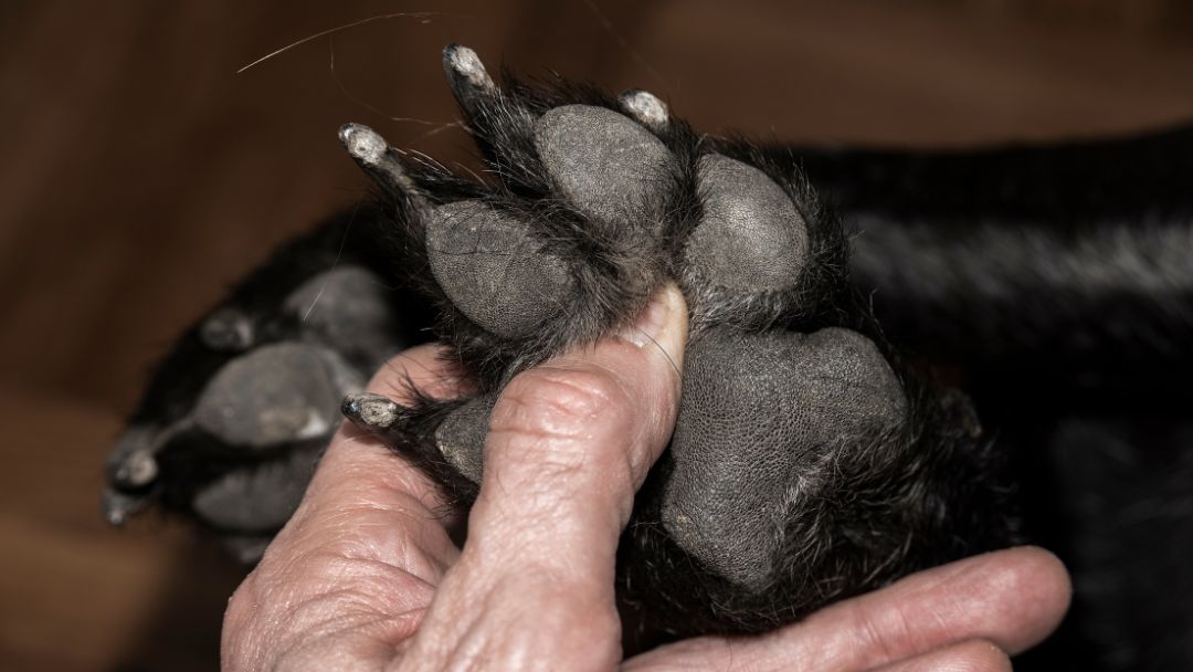 hundepflege-pfoten Pfotenpflege beim Hund
