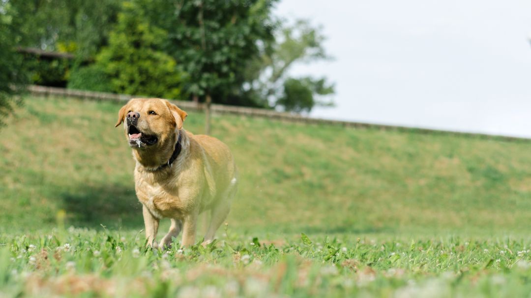hundeversicherung-alte-hunde-kosten Kosten von Hundeversicherung für ältere Hunde