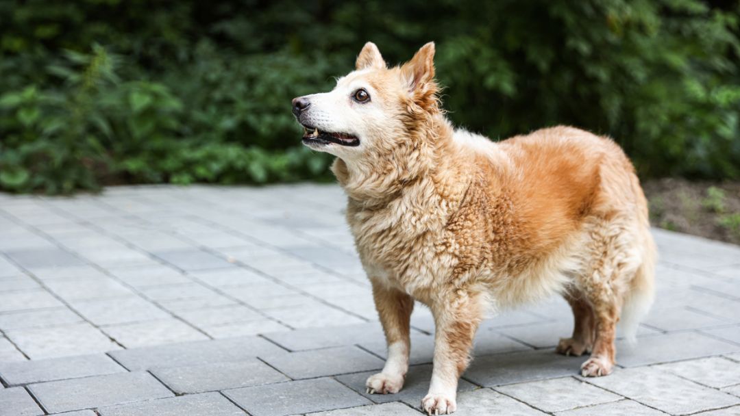 hundeversicherung-alte-hunde-vergleich Die besten Hundeversicherung für alte Hunde im vergleich