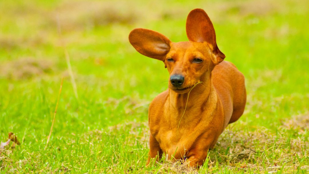 hundeversicherung-dackel-kosten hundeversicherung dackel kosten