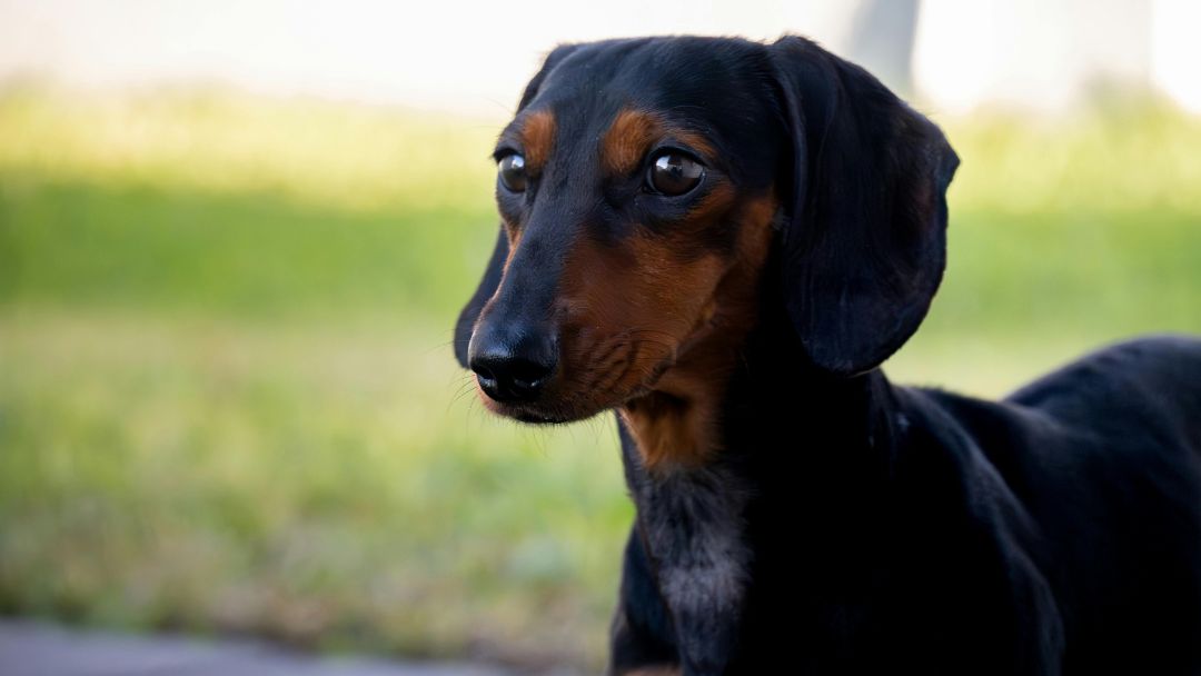 hundeversicherung-dackel hundeversicherung dackel