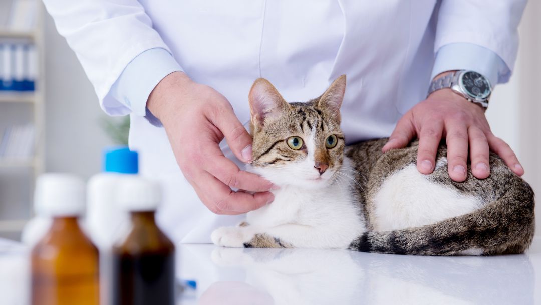 katzen-op-versicherung-anbieter Katzen OP versicherung