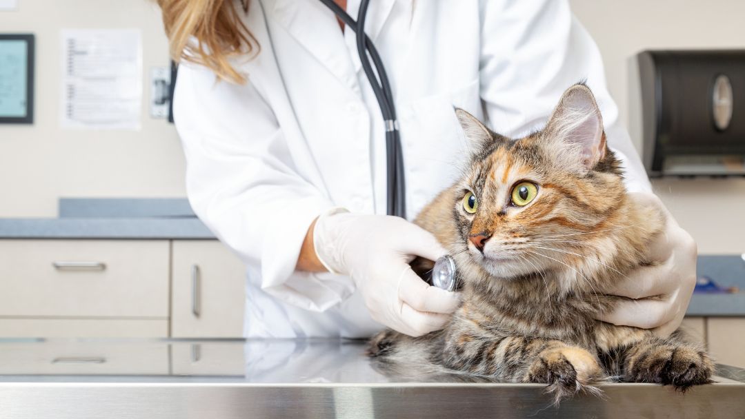 katzen-op-versicherung-vergleich Katzen OP versicherung vergleich